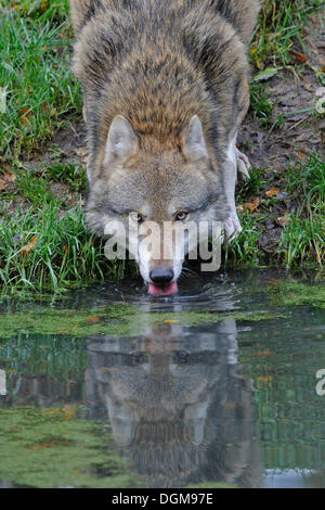 Grauer Wolf (Canis Lupus), trinken Wasser aus einem Teich Stockfoto