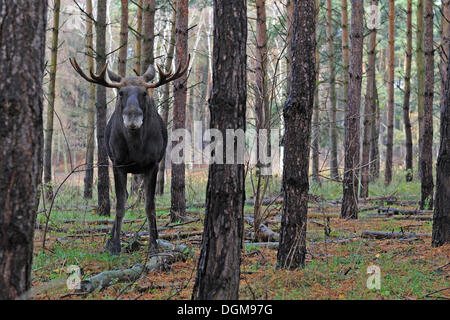 Europäischen Elch, Elch (Alces Alces) stehen in seiner natürlichen Umgebung Stockfoto