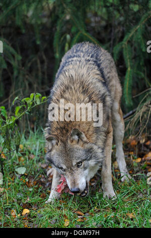 Grauer Wolf (Canis Lupus), Fütterung auf Beute Stockfoto