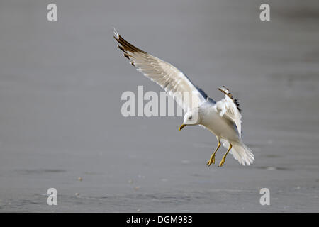 Gemeinsamen Möwe (Larus Canus), über den Boden Stockfoto