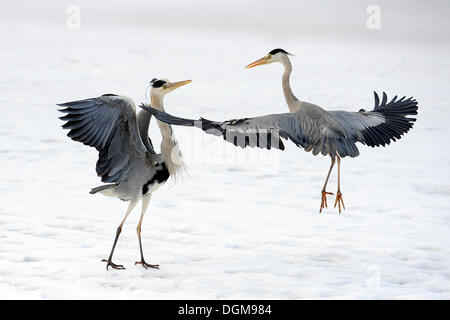 Graureiher (Ardea Cinerea) kämpfen im winter Stockfoto