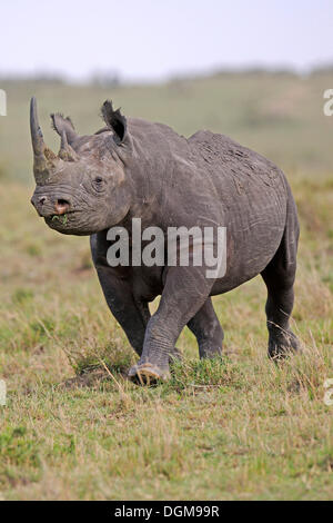 Schwarze Nashorn, Haken-lippige Rhinoceros (Diceros Bicornis), Masai Mara National Reserve, Kenia, Afrika Stockfoto