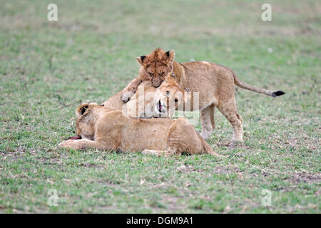 Junge Löwen (Panthera Leo), jungen zusammen zu spielen, Masai Mara, Kenia, Ostafrika, Afrika Stockfoto