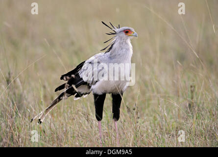 Sekretärin-Vogel (Sagittarius Serpentarius) stehen in hohe Gräser, Masai Mara National Reserve, Kenia, Ostafrika, Afrika Stockfoto