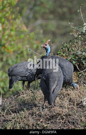 Behelmter Guineafowls (Numida Meleagris), Masai Mara Nationalpark, Kenia, Ostafrika Stockfoto