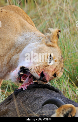 Löwe (Panthera Leo), Fütterung auf Gnus (Connochaetes Taurinus), Masai Mara National Reserve, Kenia, Ostafrika Stockfoto