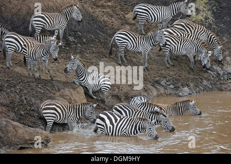 Grant Zebra, Ebenen Zebra (Equus Quagga Boehmi), trinken in der Mara-Fluss, Masai Mara Nationalpark, Kenia, Ostafrika Stockfoto