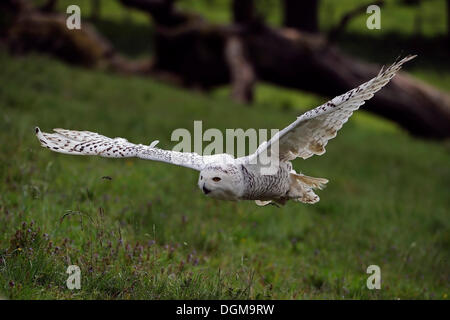 Schnee-Eule (Bubo Scandiacus, Nyctea Scandiaca) im Flug, Hessen Stockfoto