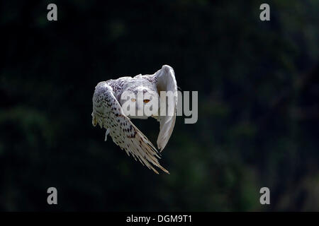 Schnee-Eule (Bubo Scandiacus, Nyctea Scandiaca) im Flug, Hessen Stockfoto