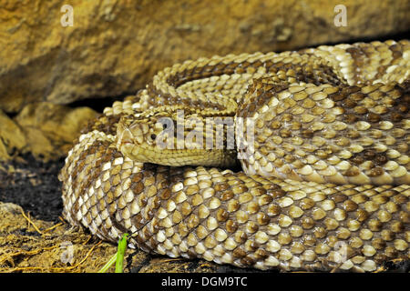 Südamerikanische Klapperschlange oder tropische Klapperschlange (Crotalus Durissus), Südamerika Stockfoto