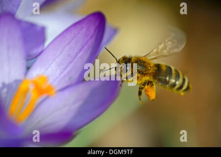 Krokus (Crocus SP.), lila, mit einem westlichen Honigbiene (Apis Mellifera), Berlin Stockfoto