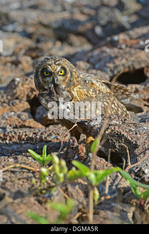 Galapagos Sumpfohreule (Asio Flammeus Galapagoensis), mit Keil-Psephotus Sturmvogel (Oceanodroma Tethys) Beute Stockfoto