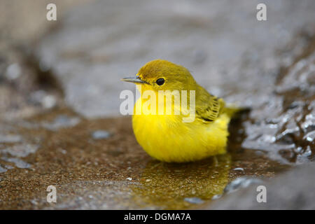 Schnäpperrohrsänger (Dendroica Petechia Aureola), Altvogel, Männlich, Punta Cormoran, Floreana Insel, Galapagos, Ecuador Stockfoto