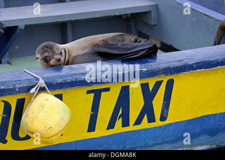 Galapagos-Seelöwe (Zalophus Wollebaeki) auf ein taxi im Hafen von Puerto Villamil, Isabela Island, Galapagos-Inseln, Stockfoto