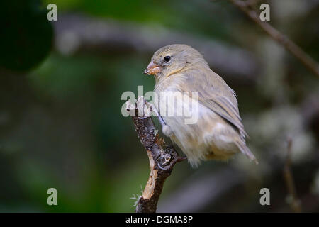 Kleinen Baum Finch (Camarhynchus Parvulus), Isabela Island, Galapagos-Inseln, UNESCO Weltnaturerbe, Ecuador Stockfoto