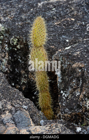 Young Galapagos Feigenkaktus (Opuntia Echios) wächst in einer Felsspalte, Isabela Island, Galapagos-Inseln, UNESCO World Natural Stockfoto