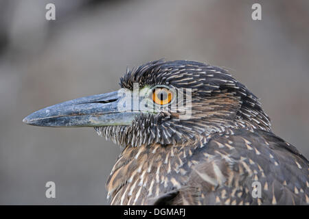 Lava Heron (Butorides Sundevalli), Genovesa Island, Galapagos-Inseln, UNESCO Weltnaturerbe, Ecuador Stockfoto