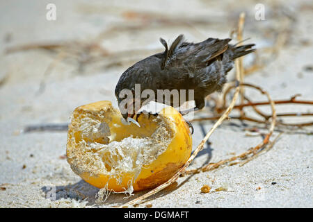 Große Boden Finch (Geospiza Magnirostris), Genovesa Island, Galapagos-Inseln, UNESCO Weltnaturerbe, Ecuador Stockfoto