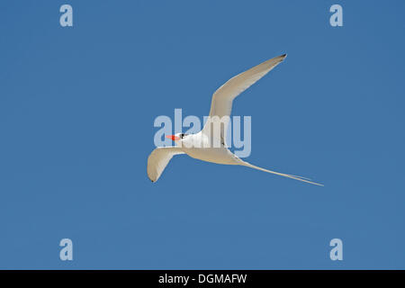 Rot-billed Tropicbird oder Bootsmann Vogel (Phaeton Aethereus), im Flug, Genovesa Island, Galapagos-Inseln, UNESCO World Natural Stockfoto