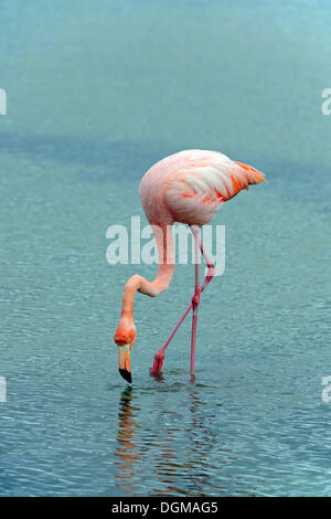Amerikanische Flamingo (Phoenicopterus Ruber), Santa Cruz Island, Galapagos-Inseln, UNESCO Weltnaturerbe, Ecuador Stockfoto
