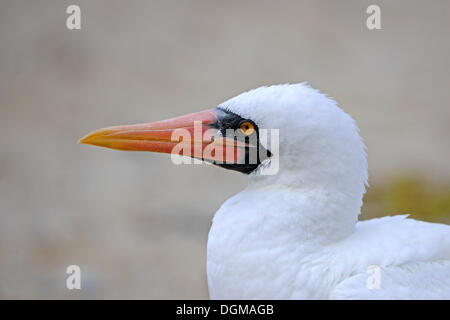 Young Nazca Booby (Sula Dactylatra Granti), Genovesa Island, Galapagos-Inseln, UNESCO Weltnaturerbe, Ecuador Stockfoto