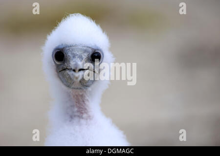Young Nazca Booby (Sula Dactylatra Granti), Genovesa Island, Galapagos-Inseln, UNESCO Weltnaturerbe, Ecuador Stockfoto