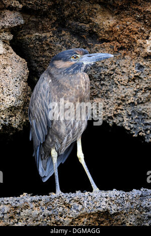 Lava Heron (Butorides Sundevalli), Genovesa Island, Galapagos-Inseln, UNESCO Weltnaturerbe, Ecuador Stockfoto