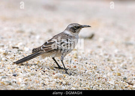 Galapagos-Spottdrossel (zählt Parvulus), Genovesa Island, Galapagos-Inseln, UNESCO Weltnaturerbe, Ecuador Stockfoto