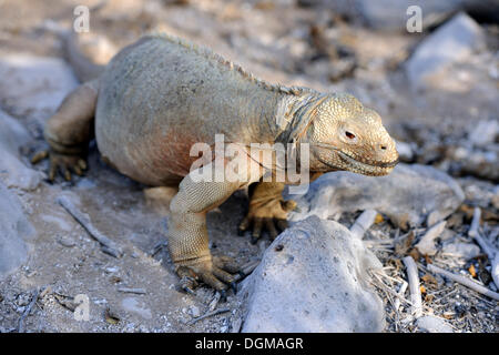 Galapagos Land Iguana (Conolophus Subcristatus), Unterart der Galapagos Inseln Isla Santa Fe, Santa Fe Insel Stockfoto