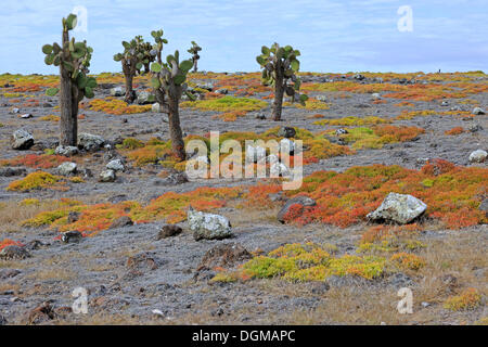 Galápagos-Feigenkaktus (Opuntia Echios), auf einem Teppich von Shoreline Portulak (Sesuvium Portulacastrum), Plaza Süd Stockfoto