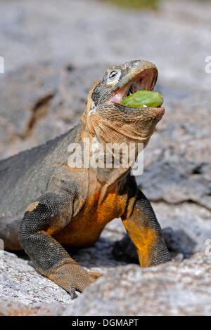 Galapagos Land Iguana (Conolophus Subcristatus), Fütterung auf Galapagos Feigenkaktus (Opuntia Echios) Stockfoto