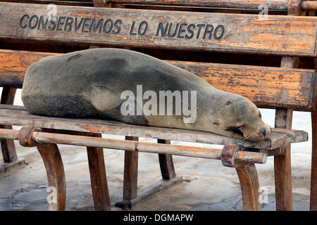 Galapagos Seelöwe (Zalophus Wollebaeki) liegen auf einer Bank in Puerto Baquerizo Moreno, San Cristobal Insel, Galapagos-Inseln, Stockfoto