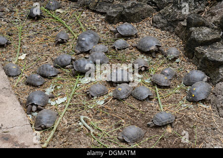 In der Darwin-Station, Santa Cruz Island, Galapagos-Inseln, UNESCO World Natural gezüchtet junge Riesenschildkröten (Geochelone Spp) Stockfoto