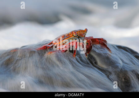 Red Rock Krabbe oder Sally Lightfoot (Grapsus Grapsus) wird von Surf, Espanola Insel, Galapagos-Inseln, UNESCO Welt waschen Stockfoto