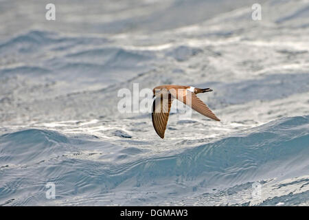 Keil-Psephotus Sturmvogel (Oceanodroma Tethys), Floreana Insel, Galapagos-Inseln, UNESCO Weltnaturerbe, Ecuador Stockfoto