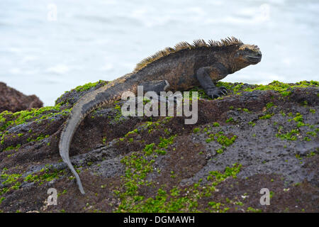 Marine Iguana (Amblyrhynchus Cristatus), Unterart der Insel Isabela, Puerto Villamil, Galapagos-Inseln Stockfoto