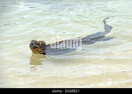 Marine Iguana (Amblyrhynchus Cristatus), Unterart der Insel Isabela, Schwimmen, Puerto Villamil, Galapagos Stockfoto