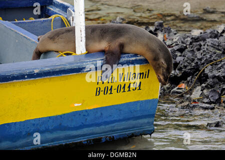 Galápagos-Seelöwe (Zalophus Wollebaeki) auf ein Wasser-taxi im Hafen von Puerto Villamil, Isabela Island, Galapagos-Inseln Stockfoto