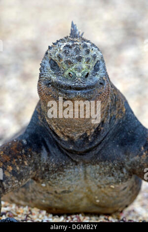 Marine Iguana (Amblyrhynchus Cristatus), Unterart der Insel Isabela, Puerto Villamil, Galapagos-Inseln Stockfoto