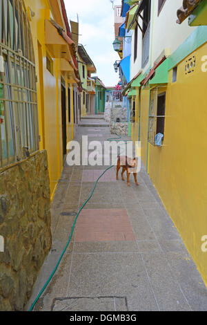 Bunte Häuser im Stadtteil Las Penas auf Cerro Santa Ana, Guayaquil, Ecuador, Südamerika Stockfoto