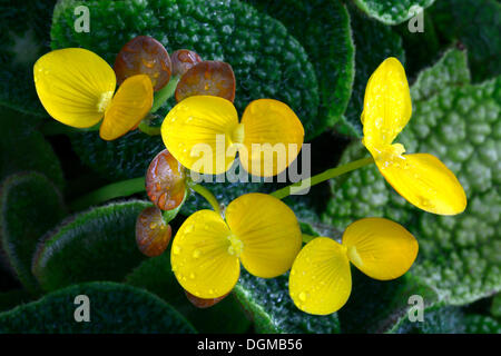 Arten von Begonie (Begonia Ficicola), Blüten, Nigeria, Afrika Stockfoto