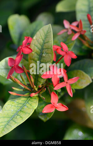 Dschungel Geranium, Flamme des Waldes (Ixora Coccinea), Asien Stockfoto