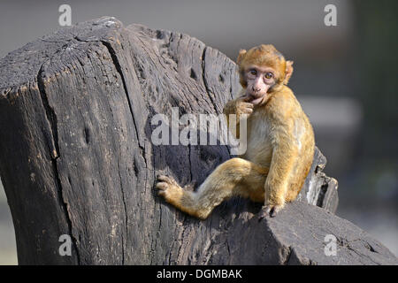 Junger Berberaffe (Macaca Sylvanus), Nordafrika Stockfoto