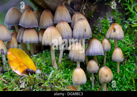 Stumpf Fee Helm (Mycena Stipata) wächst auf moosbewachsenen Totholz, Brandenburg Stockfoto