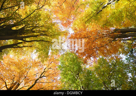 Herbst farbige Baumkronen Buche (Fagus), mit Hintergrundbeleuchtung, Naturschutzgebiet von den alten Wald Sababurg, Hessen Stockfoto
