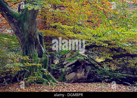 Ca. 800 Jahre alte Buche (Fagus) im Herbst, Urwaldrelikt Sababurg Urwald Naturschutzgebiet, Urwald Sababurg, Hessen Stockfoto