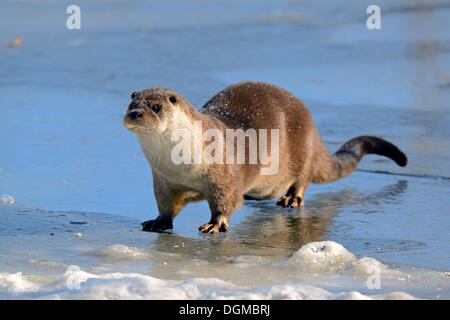 Europäische Otter (Lutra Lutra) auf einem zugefrorenen Teich im Winter, Brandenburg, Brandenburg, Deutschland Stockfoto