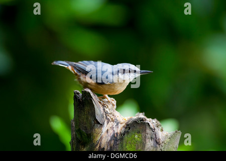 Kleiber Sitta Europaea in typischen Pose und im Profil auf einem hölzernen Baumstumpf mit Hintergrund von dunkelgrünem Laub Stockfoto