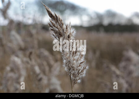 Gemeinsamen Schilf (Phragmites Australis), Samen, Kopf, Ostfriesischen Inseln Langeoog, Niedersachsen, Deutschland Stockfoto