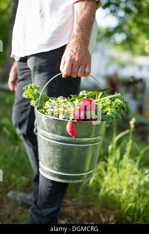 Bio-Bauernhof. Sommer-Party. Ein Mann trägt einen Metall Eimer geerntete Salatblätter, Kräuter und Gemüse. Stockfoto